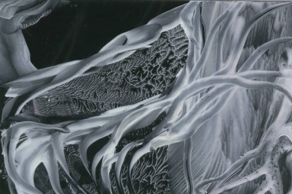 Jana �KOLAUDYOV� - encaustic