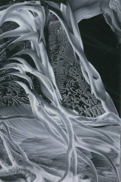 Jana �KOLAUDYOV� - Encaustika